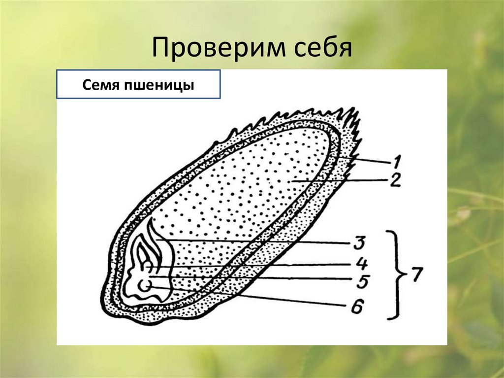 Проверим себя