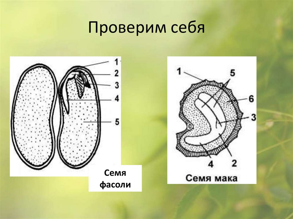 Проверим себя