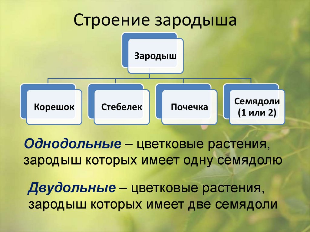 Строение зародыша