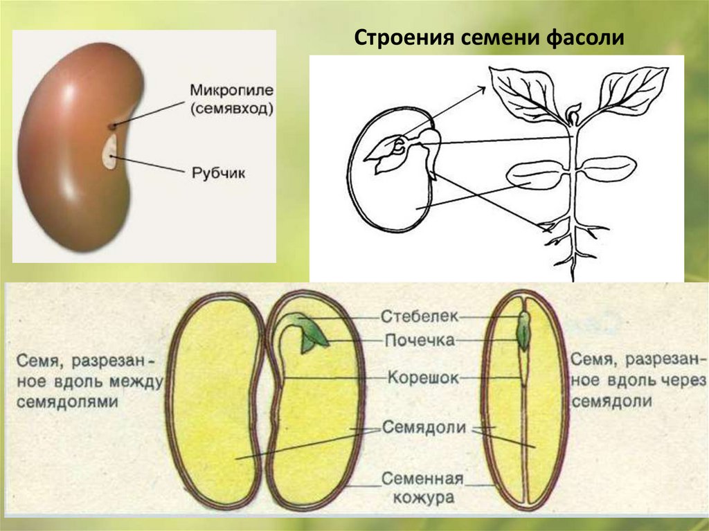 Строения семени фасоли