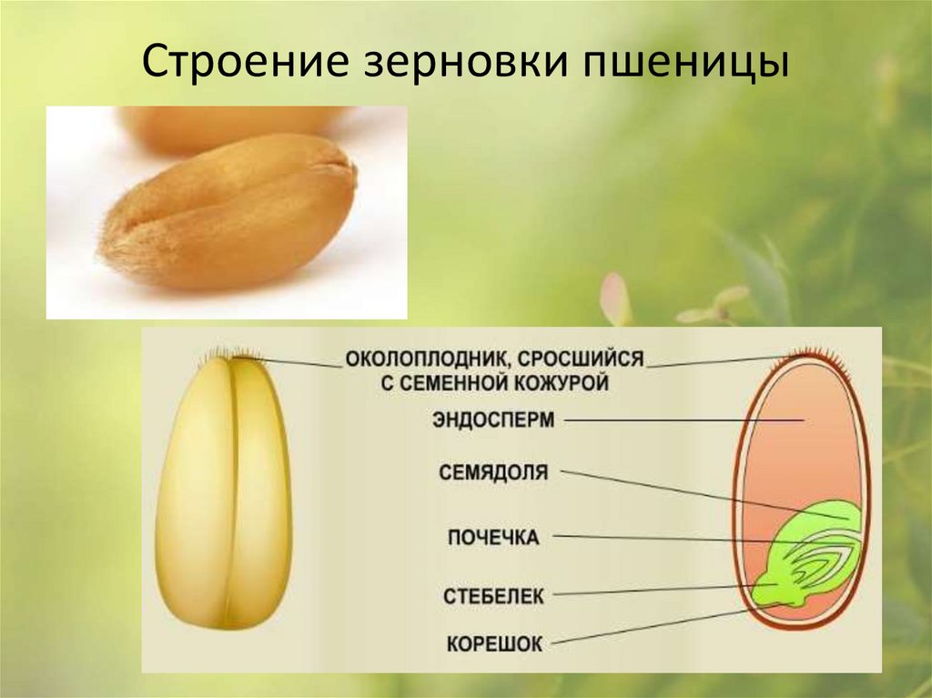 Строение зерновки пшеницы