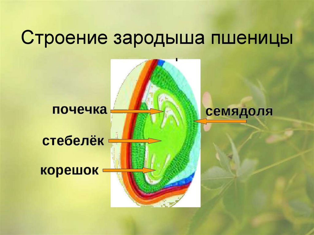 Строение зародыша пшеницы