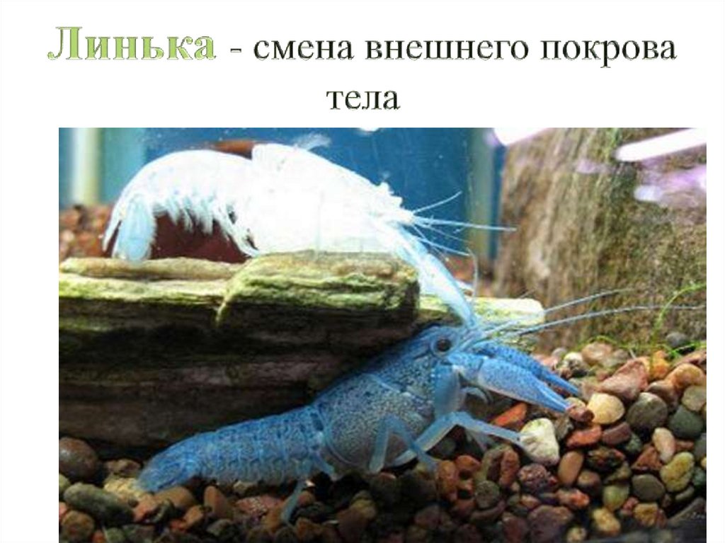 Линька - смена внешнего покрова тела