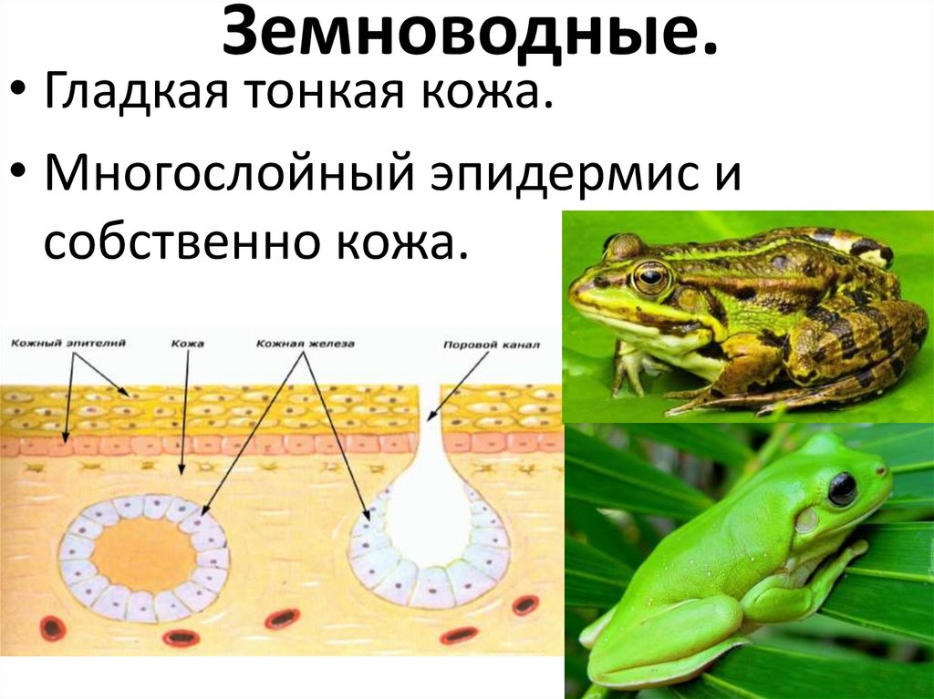 Земноводные.