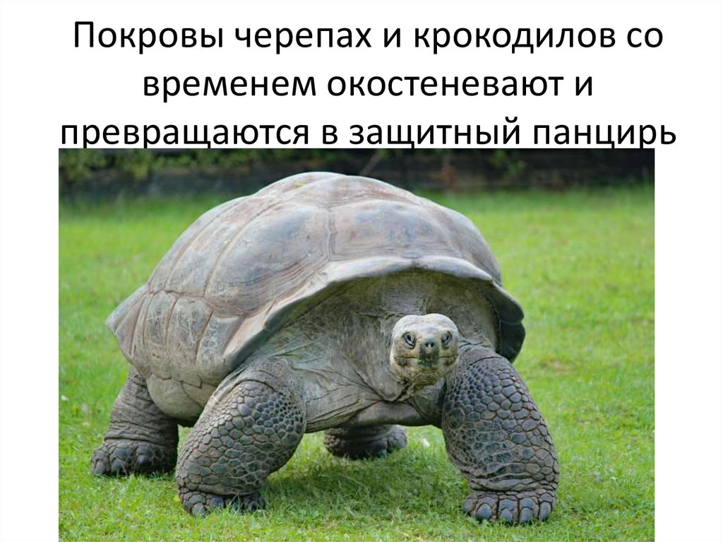 Покровы черепах и крокодилов со временем окостеневают и превращаются в защитный панцирь