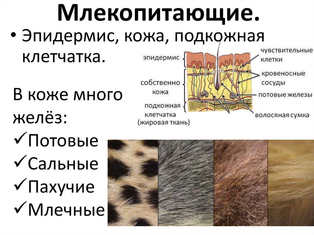 Млекопитающие.