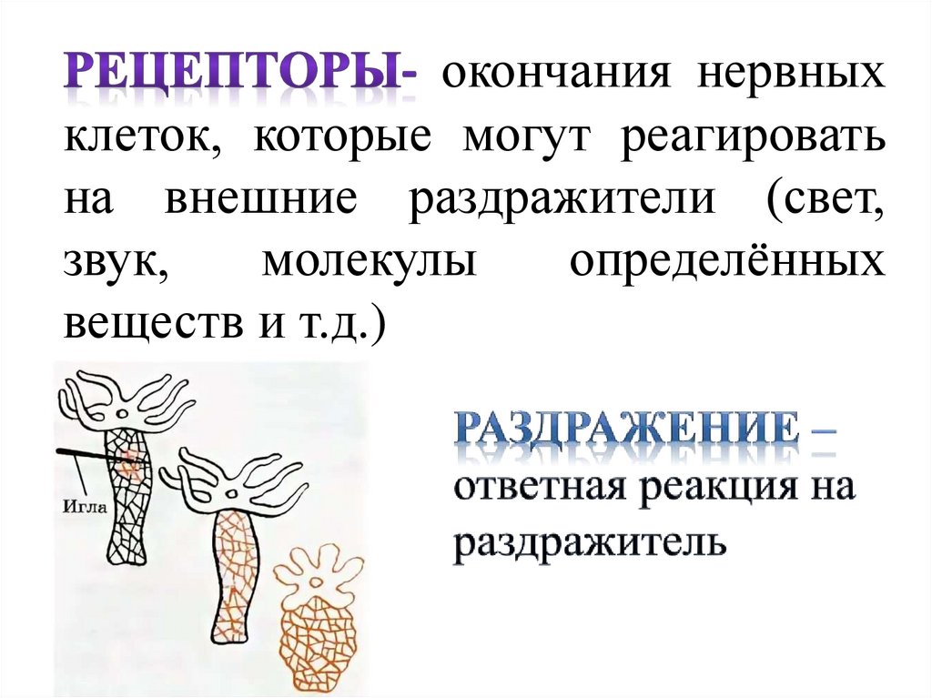 Рецепторы- окончания нервных клеток, которые могут реагировать на внешние раздражители (свет, звук, молекулы определённых