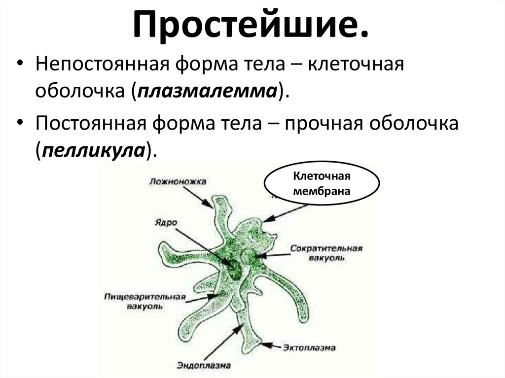 Простейшие.