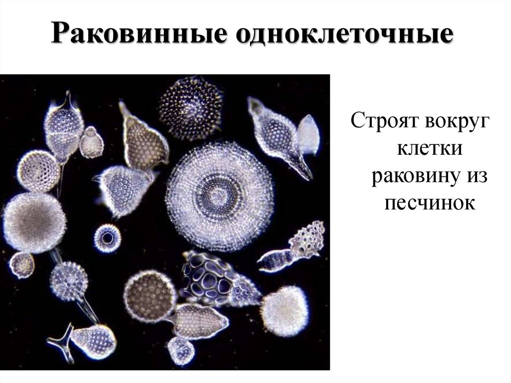 Раковинные одноклеточные