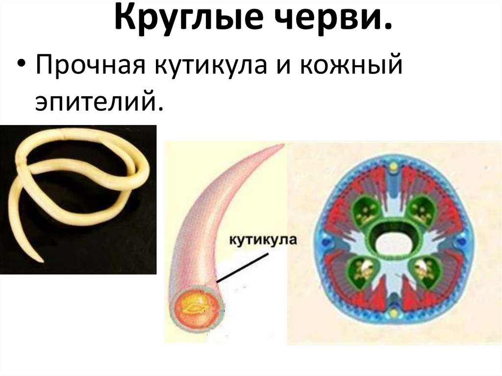 Круглые черви.