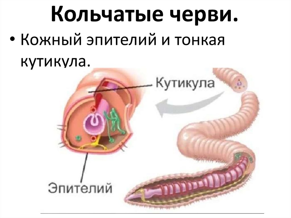 Кольчатые черви.