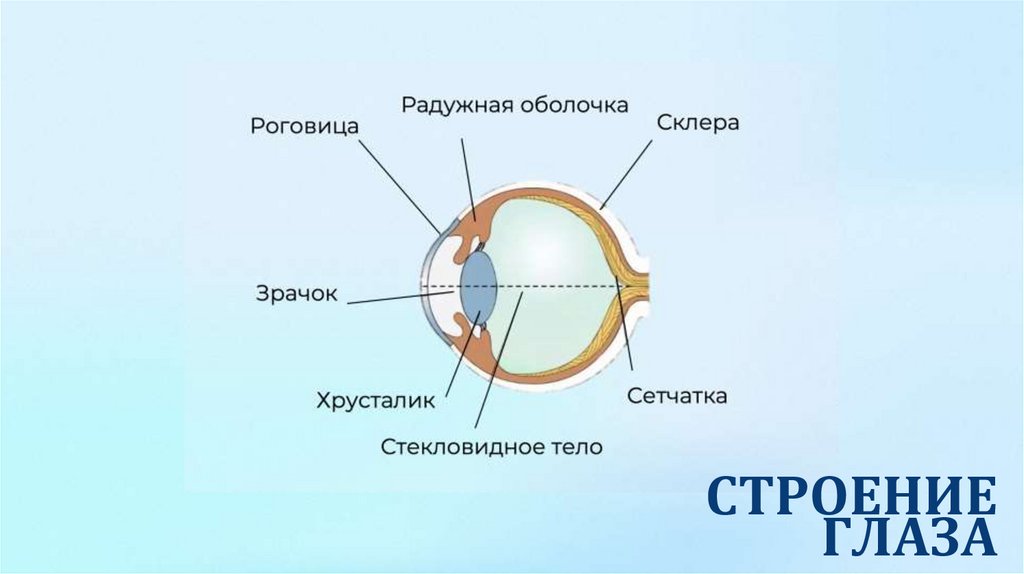 СТРОЕНИЕ ГЛАЗА
