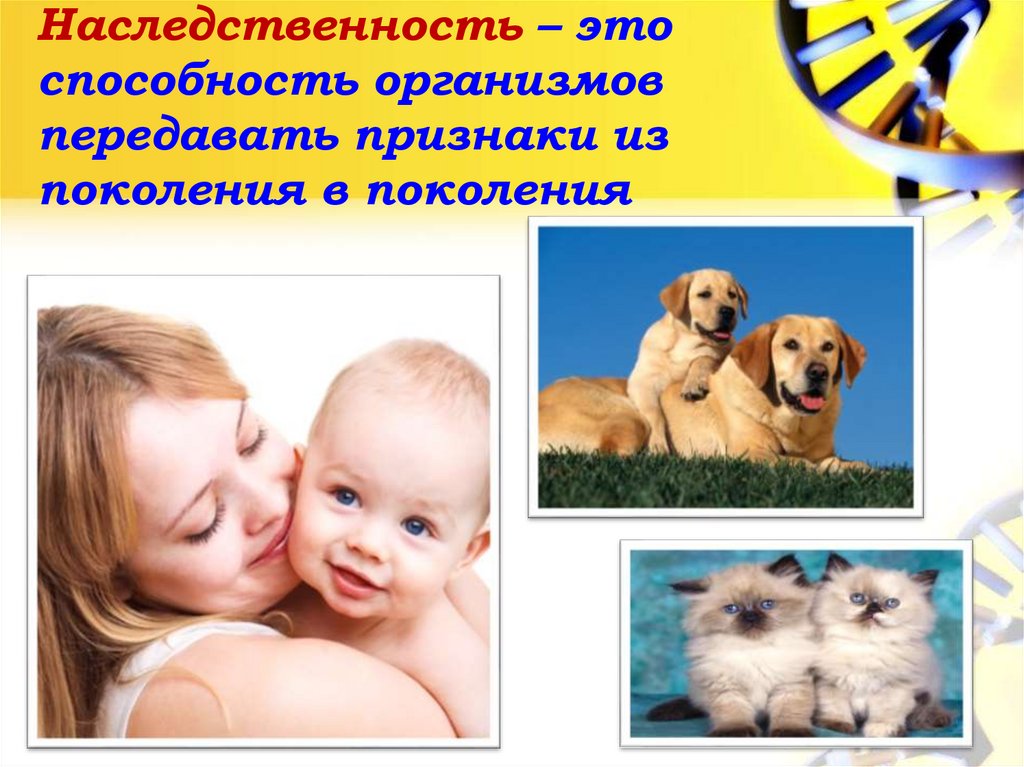 Наследственность – это способность организмов передавать признаки из поколения в поколения