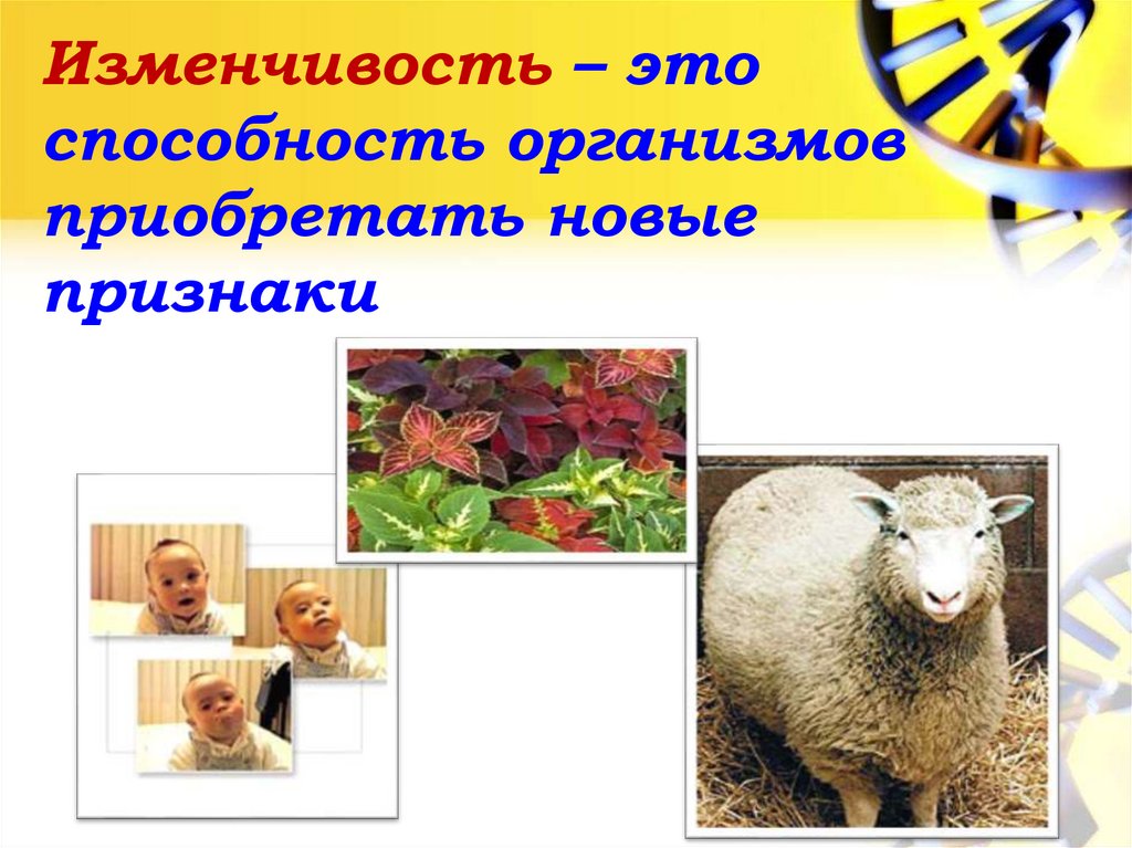 Изменчивость – это способность организмов приобретать новые признаки