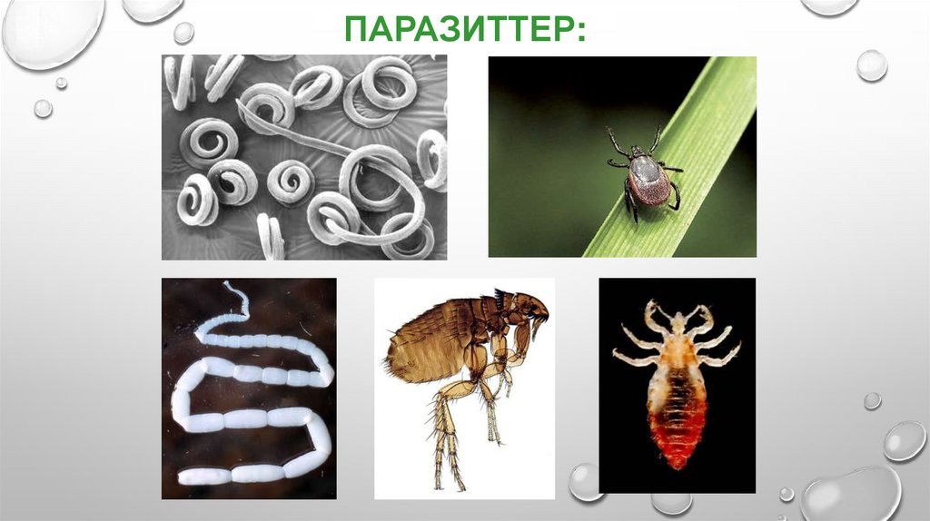 Паразиттер: