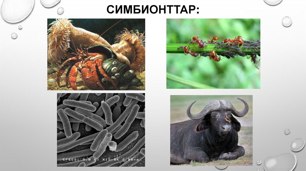 Симбионттар:
