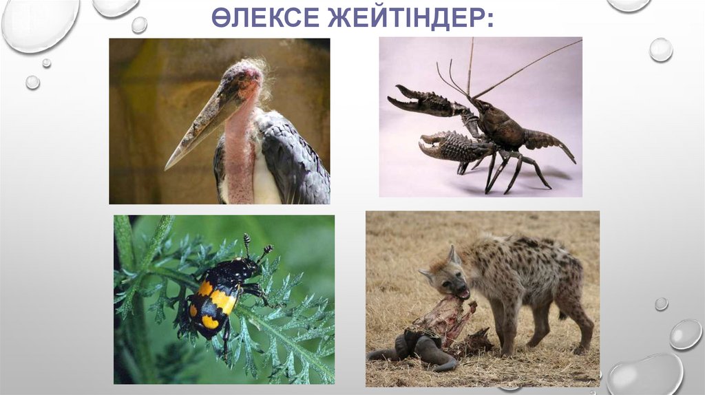 Өлексе жейтіндер: