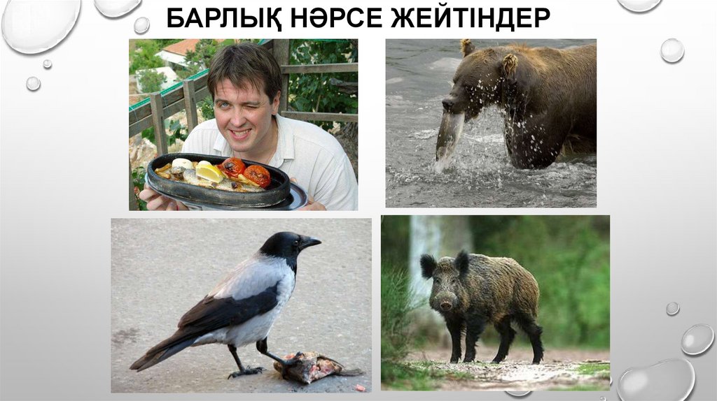 Барлық нәрсе жейтіндер