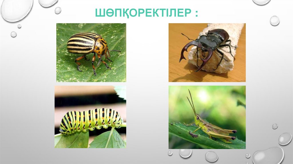 Шөпқоректілер :