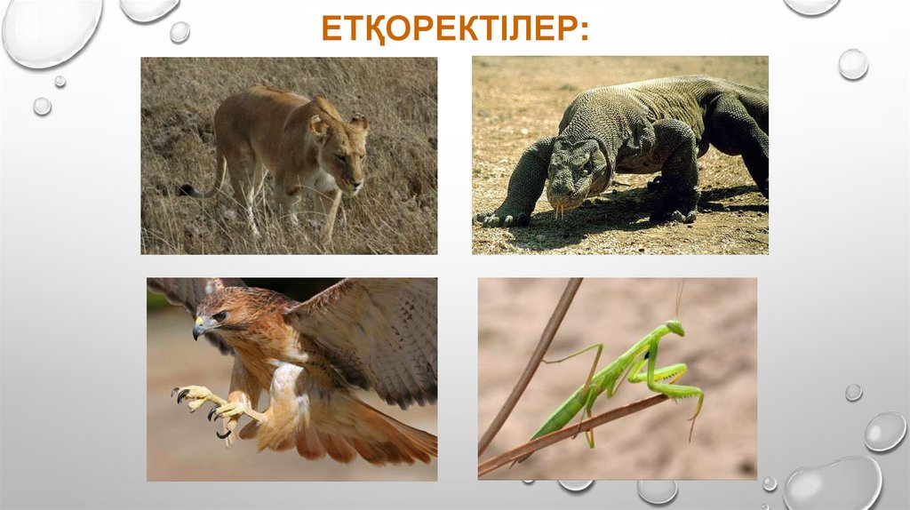 Етқоректілер: