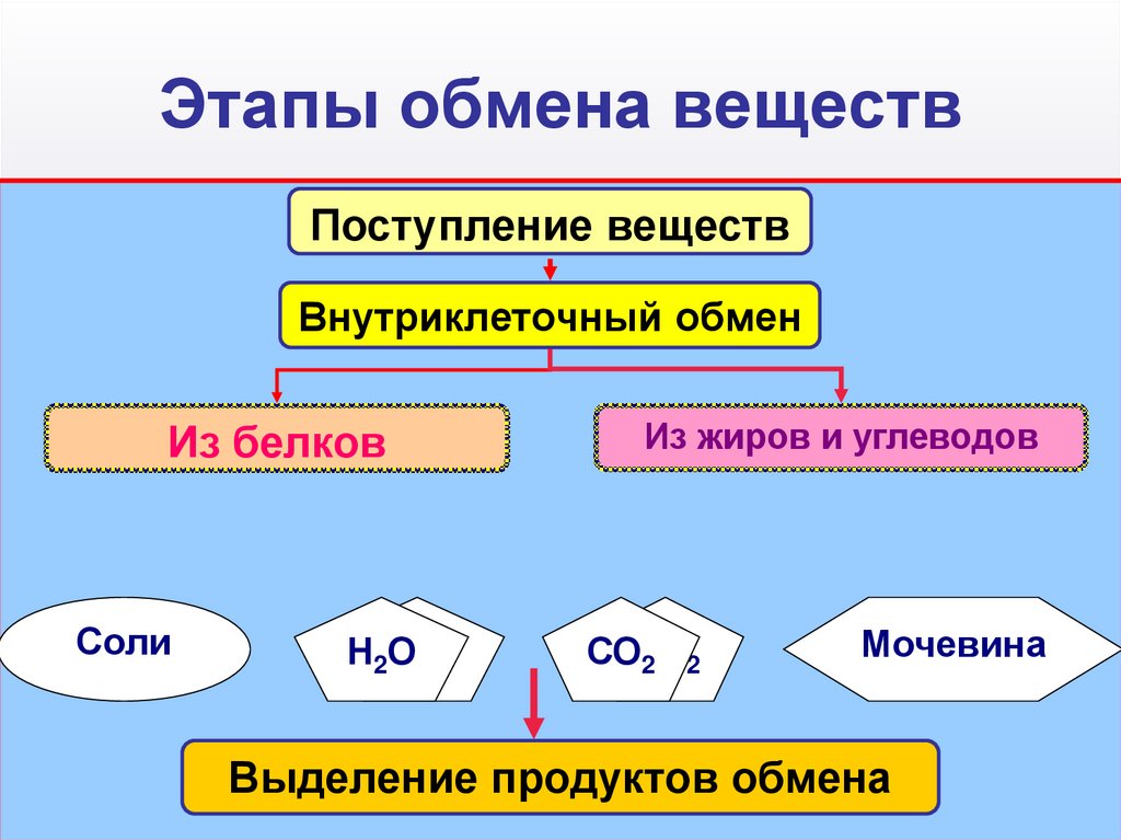 Этапы обмена веществ
