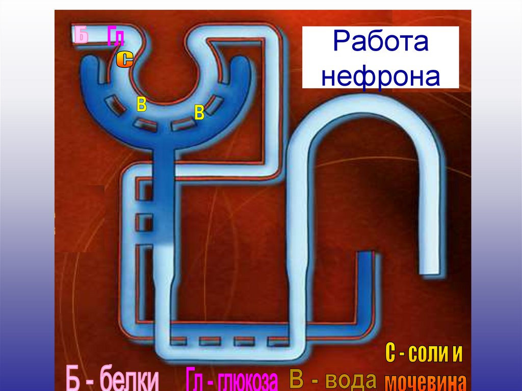 Работа нефрона
