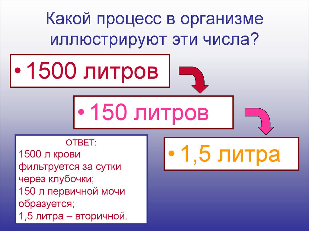 Какой процесс в организме иллюстрируют эти числа?