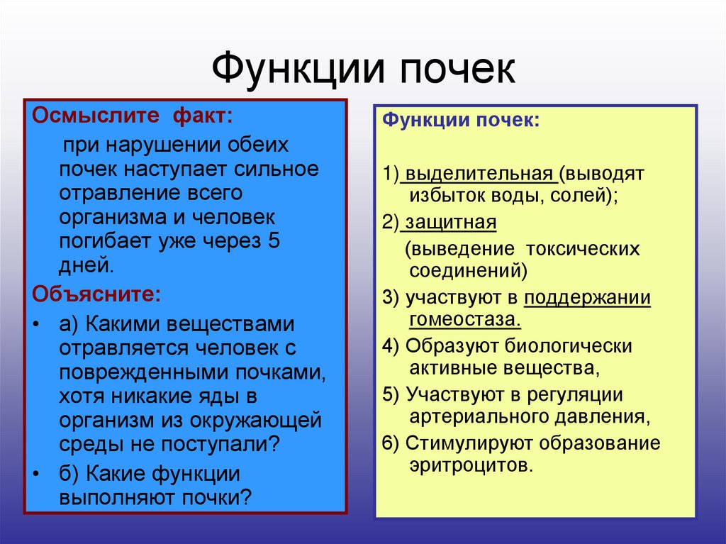 Функции почек