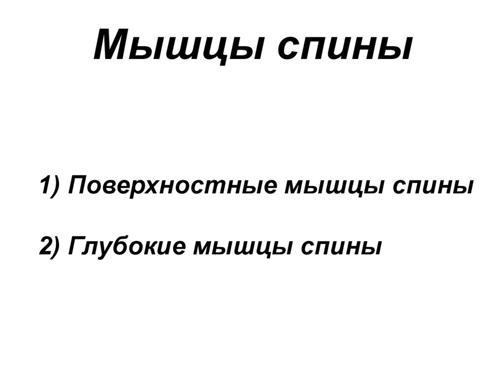 1) Поверхностные мышцы спины 2) Глубокие мышцы спины
