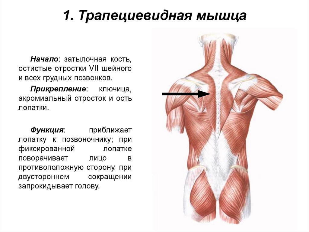 1. Трапециевидная мышца