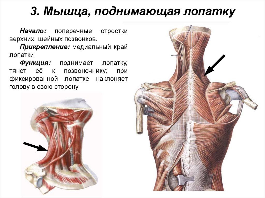 3. Мышца, поднимающая лопатку