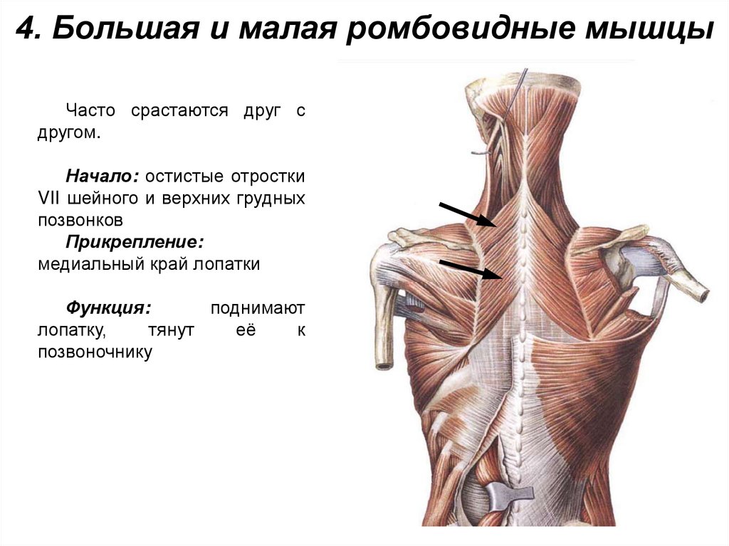4. Большая и малая ромбовидные мышцы