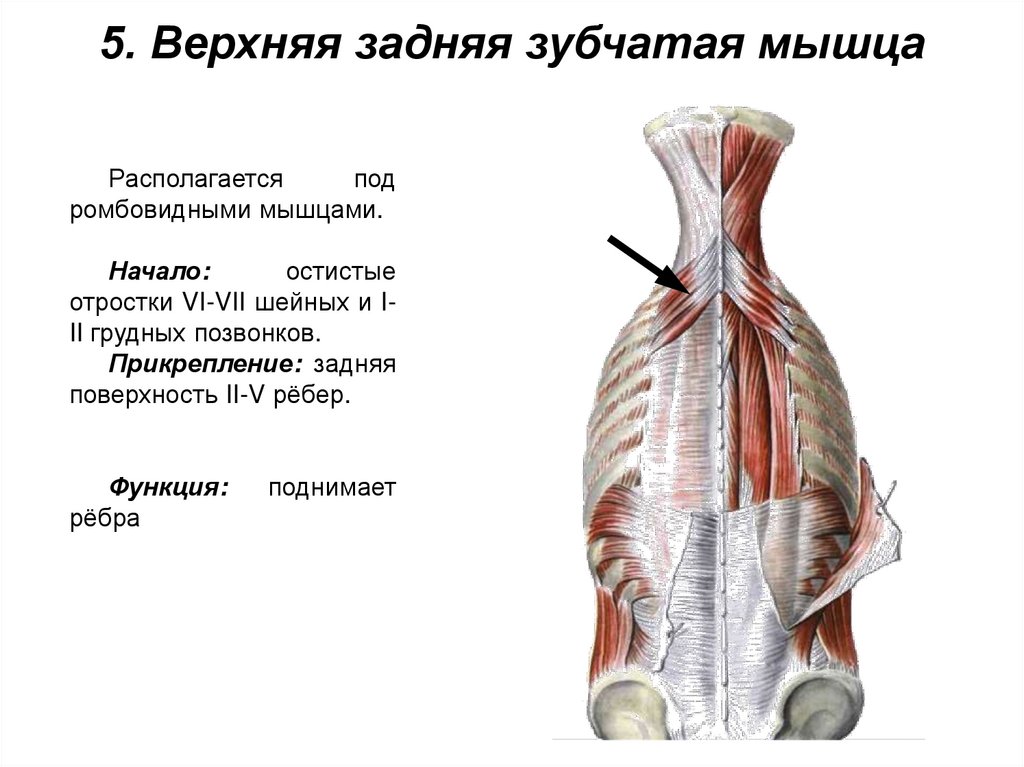 5. Верхняя задняя зубчатая мышца