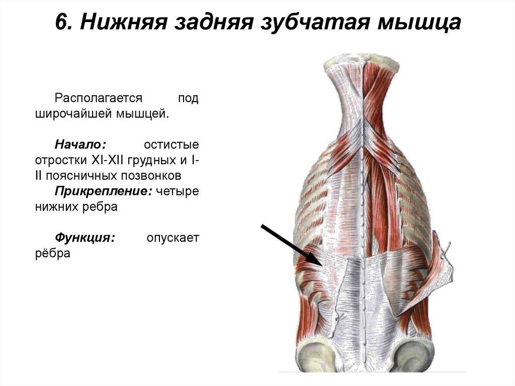 6. Нижняя задняя зубчатая мышца