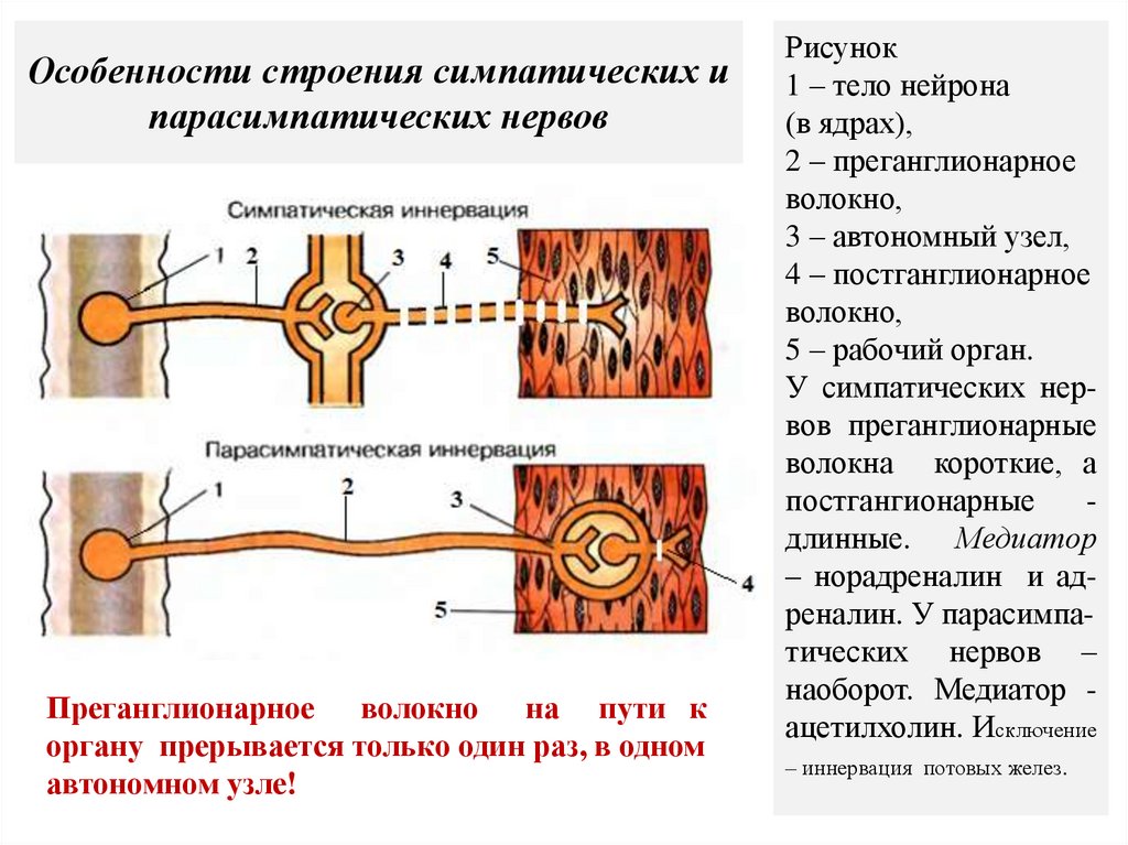 Особенности строения симпатических и парасимпатических нервов