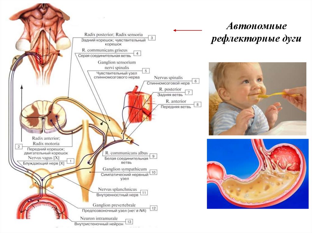 Автономные рефлекторные дуги