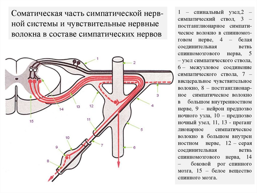 Соматическая часть симпатической нерв- ной системы и чувствительные нервные волокна в составе симпатических нервов