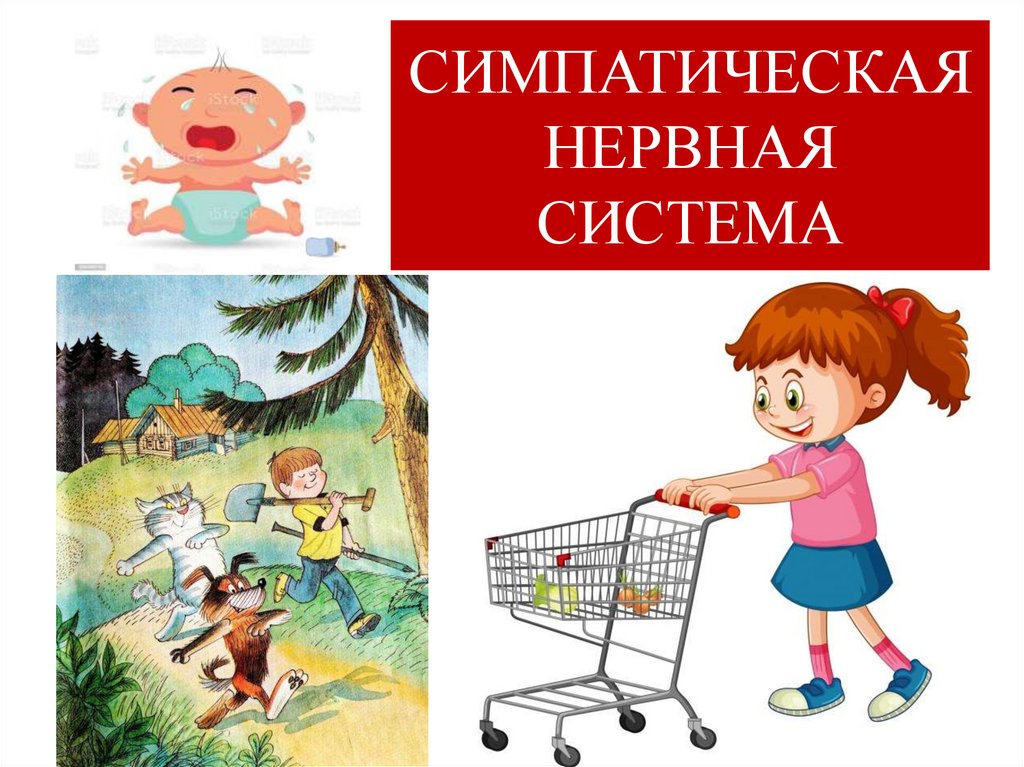 СИМПАТИЧЕСКАЯ НЕРВНАЯ СИСТЕМА