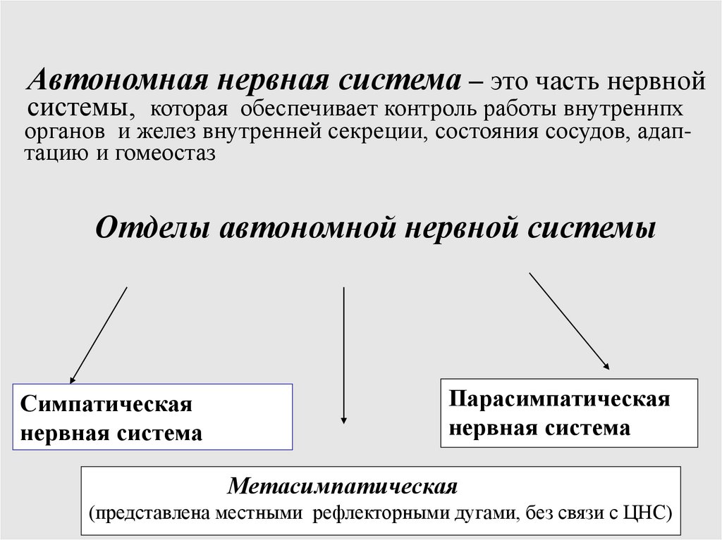 Автономная нервная система – это часть нервной системы, которая обеспечивает контроль работы внутреннпх органов и желез