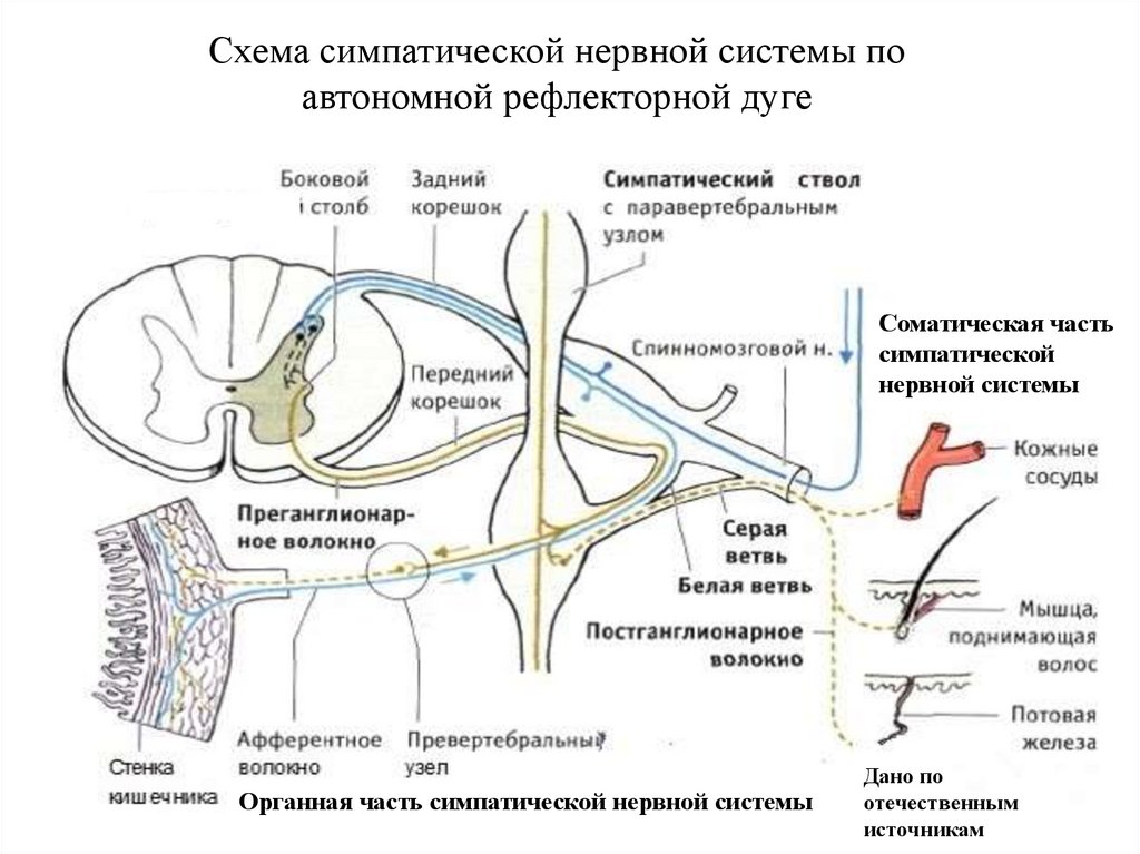 Схема симпатической нервной системы по автономной рефлекторной дуге