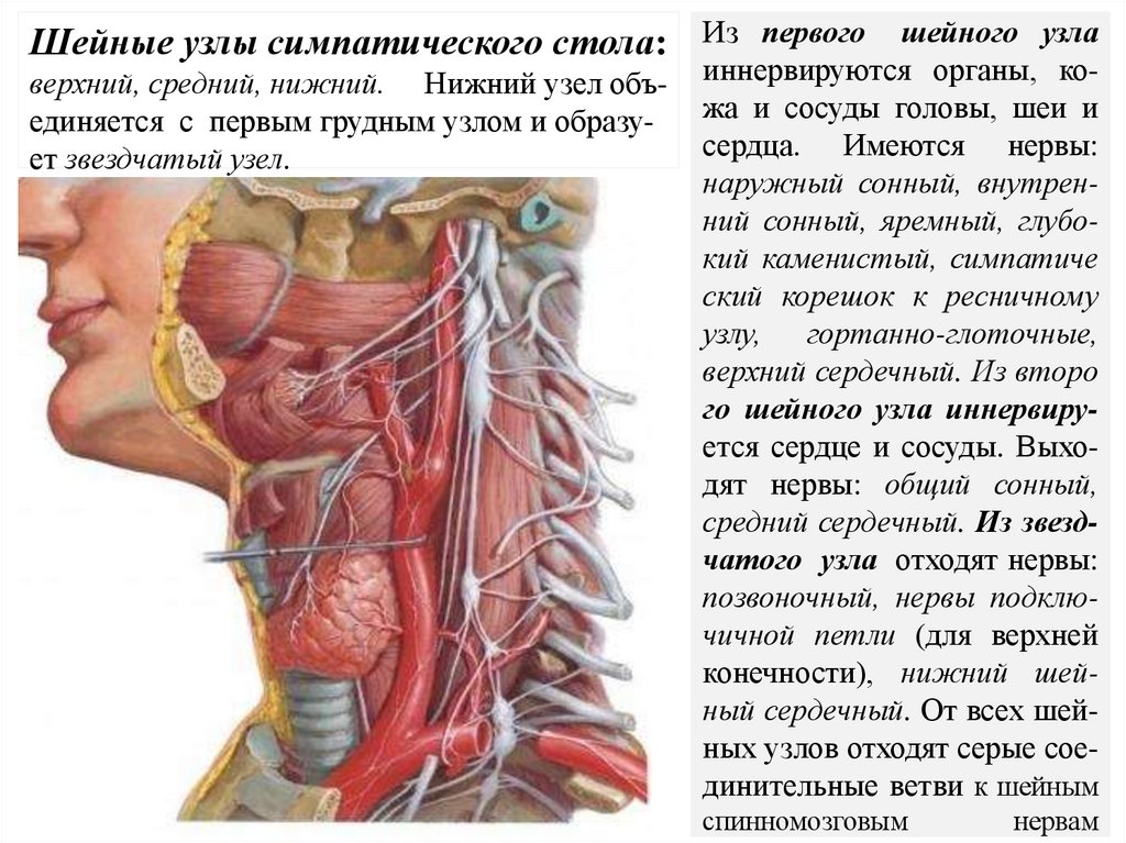 Из первого шейного узла иннервируются органы, ко- жа и сосуды головы, шеи и сердца. Имеются нервы: наружный сонный, внутрен-