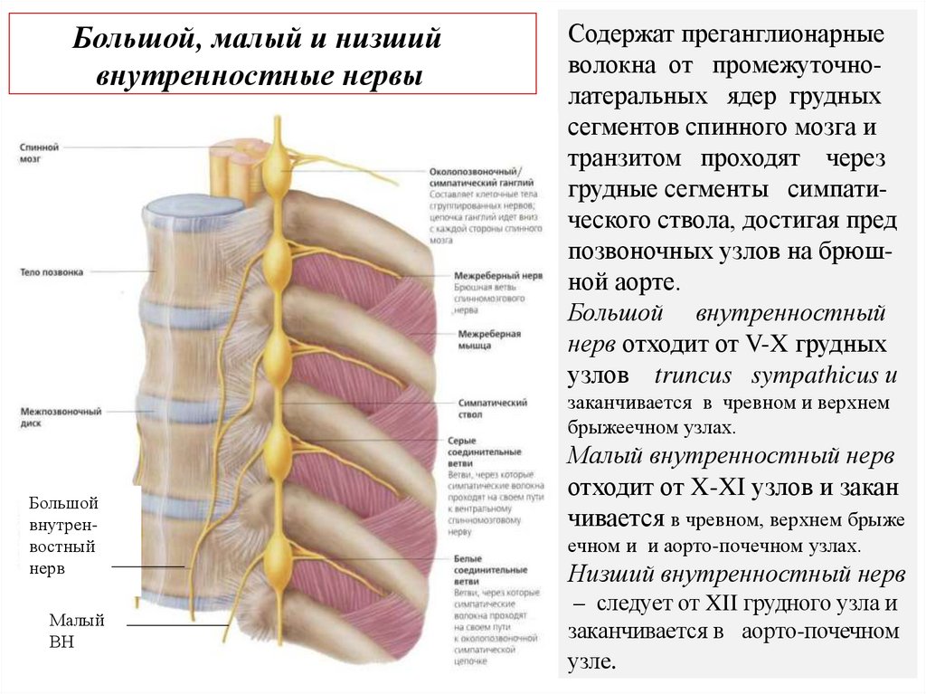 Содержат преганглионарные волокна от промежуточно-латеральных ядер грудных сегментов спинного мозга и транзитом проходят через