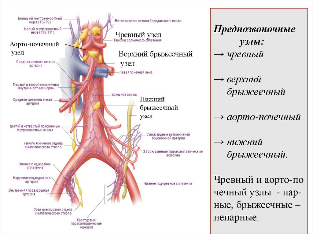 Предпозвоночные узлы: → чревный → верхний брыжеечный → аорто-почечный → нижний брыжеечный. Чревный и аорто-по чечный узлы -