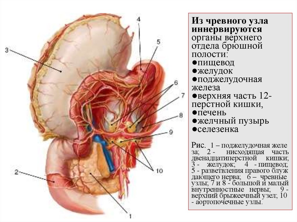 Из чревного узла иннервируются органы верхнего отдела брюшной полости: ●пищевод ●желудок ●поджелудочная железа ●верхняя часть