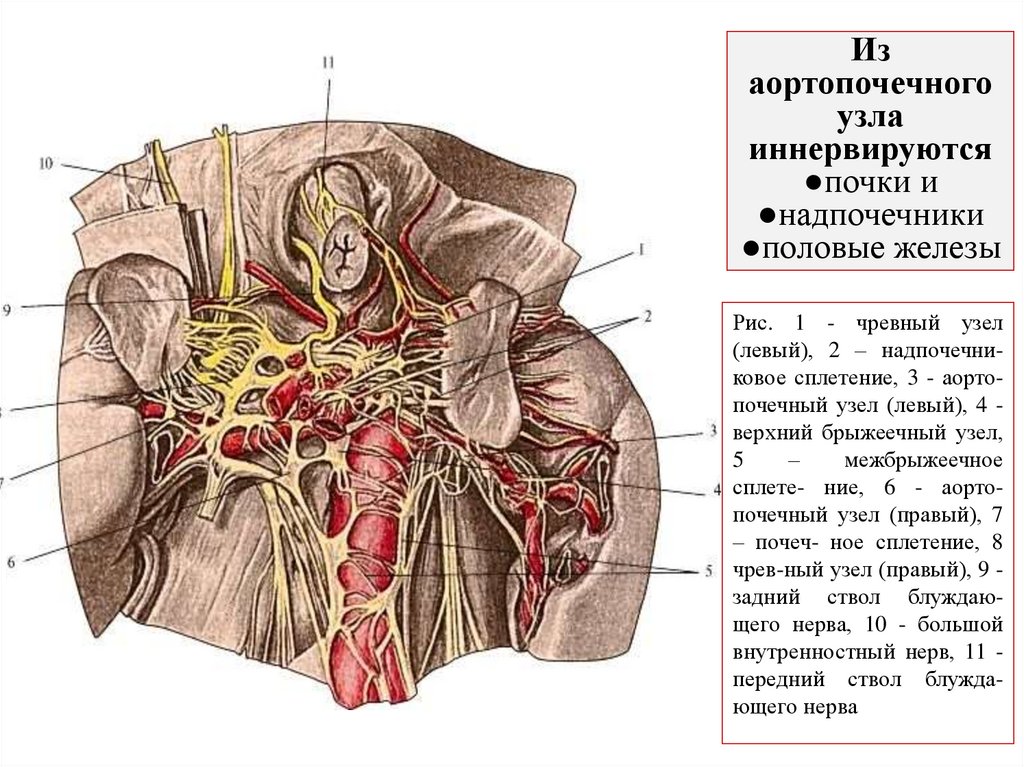 Из аортопочечного узла иннервируются ●почки и ●надпочечники ●половые железы