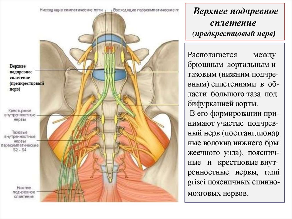 Располагается между брюшным аортальным и тазовым (нижним подчре- вным) сплетениями в об- ласти большого таза под бифуркацией