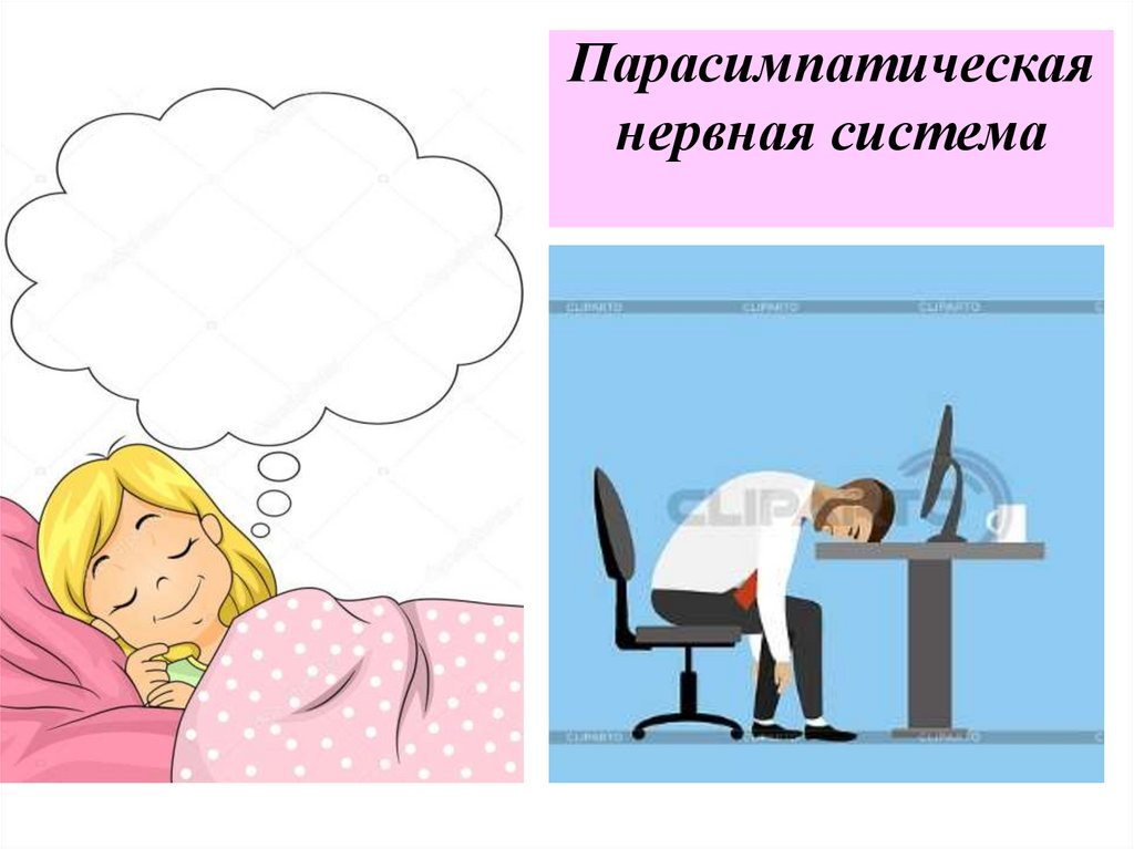 Парасимпатическая нервная система