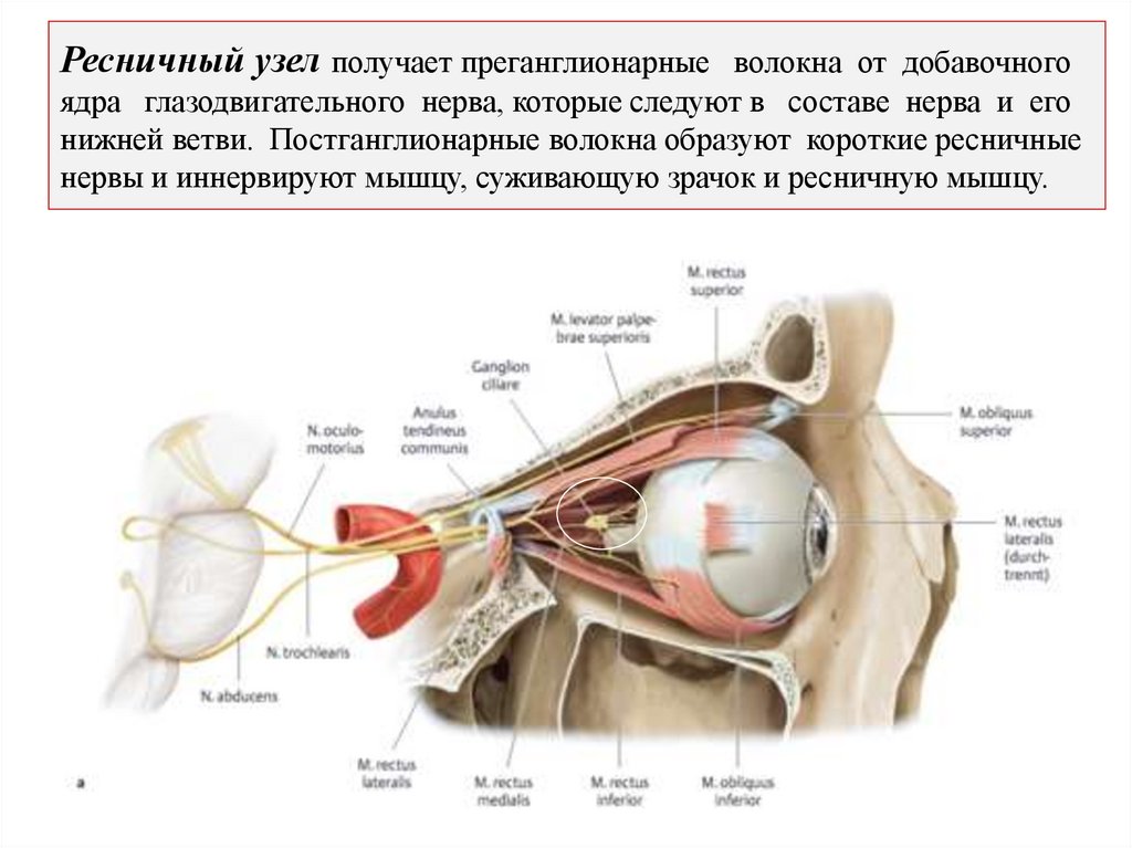 Ресничный узел получает преганглионарные волокна от добавочного ядра глазодвигательного нерва, которые следуют в составе нерва