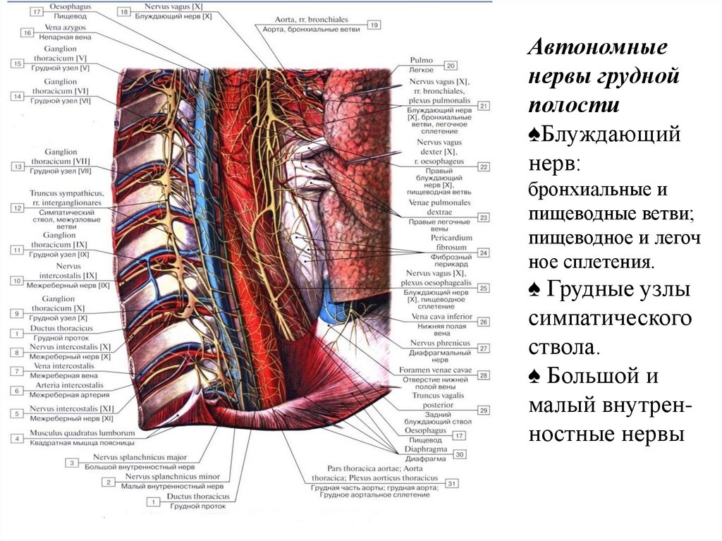 Автономные нервы грудной полости ♠Блуждающий нерв: бронхиальные и пищеводные ветви; пищеводное и легоч ное сплетения. ♠ Грудные