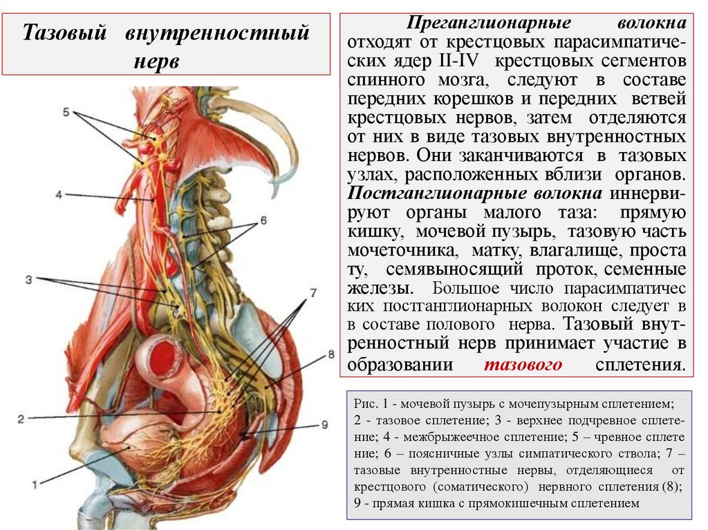 Преганглионарные волокна отходят от крестцовых парасимпатиче- ских ядер II-IV крестцовых сегментов спинного мозга, следуют в